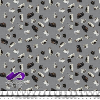 Chat - Mademoiselle sur Texture gris ultime