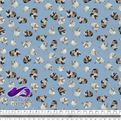 Chat siamois - Ciel bleu clair