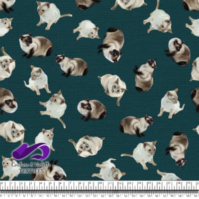 Chat siamois - Sarcelle