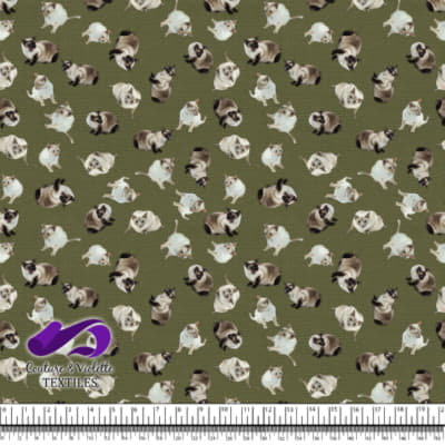 Chat siamois - Olive