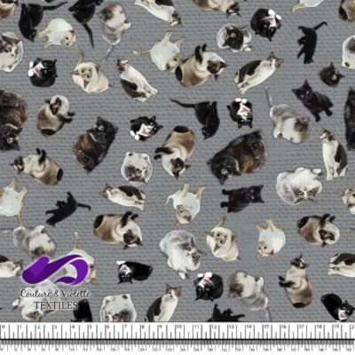 Chat - Chaterie sur une texture grise ultime