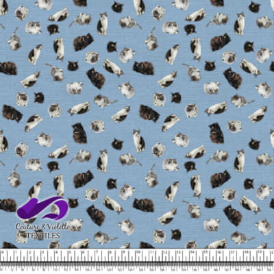 Chat - Mademoiselle sur fond bleu ciel clair